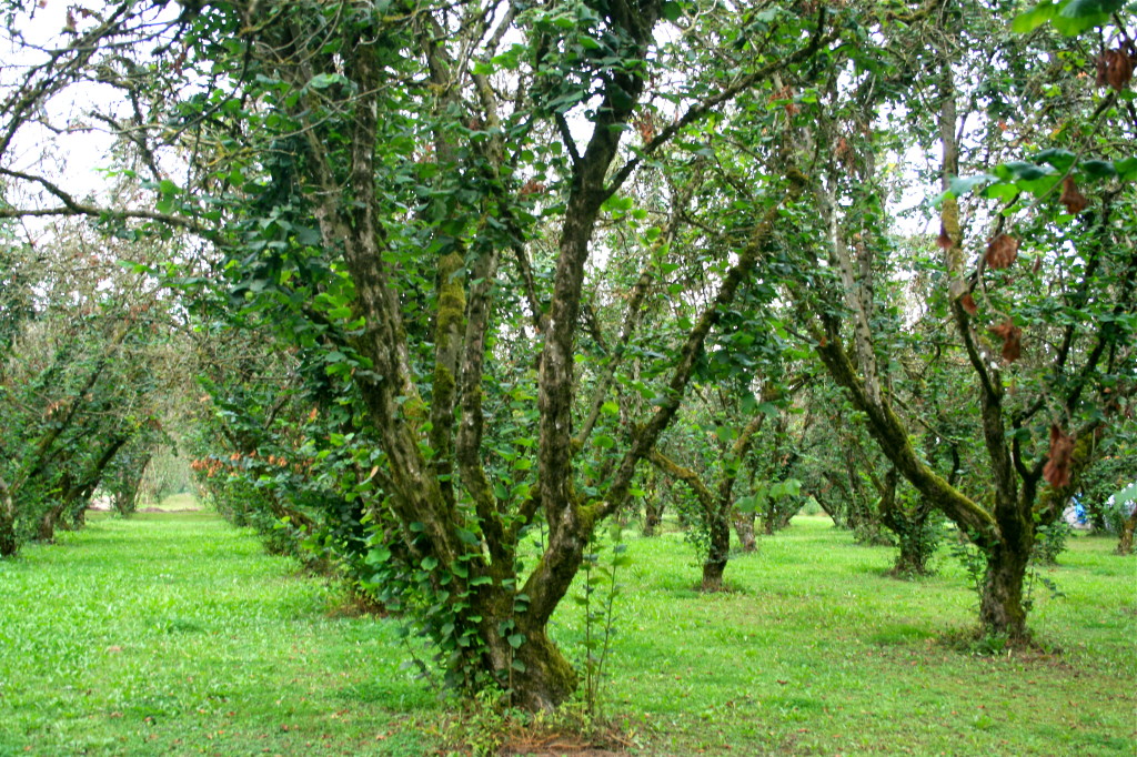 Hazelnut Grove