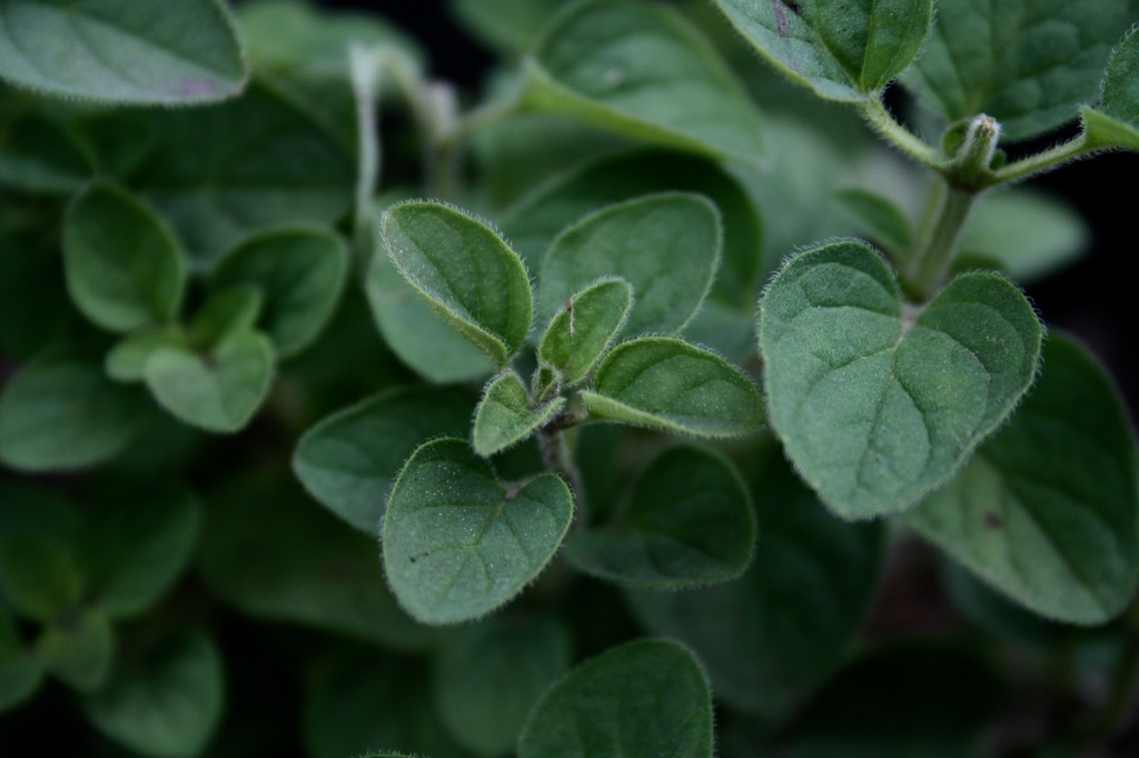 Fresh oregano