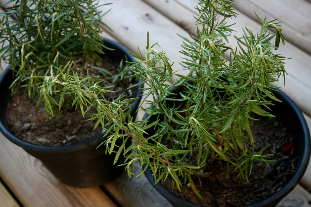 Rosemary plants