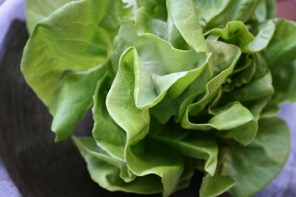 Butter lettuce
