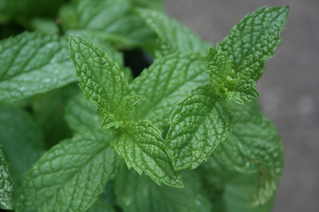 Fresh mint