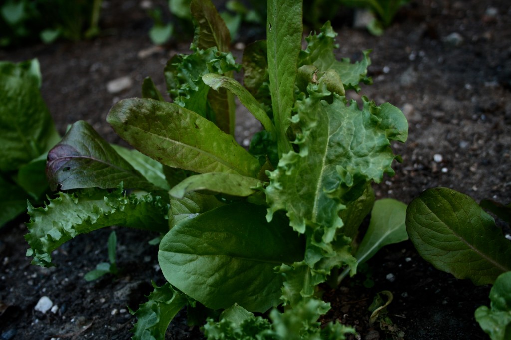 Homegrown Mesclun Greens
