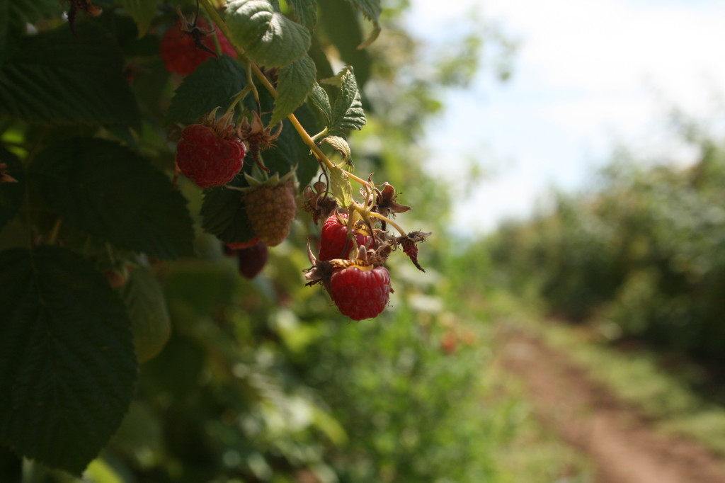 Raspberries on the vine