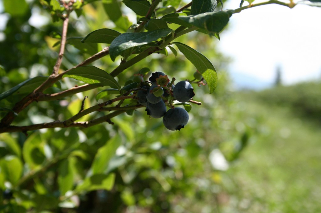 Blueberries