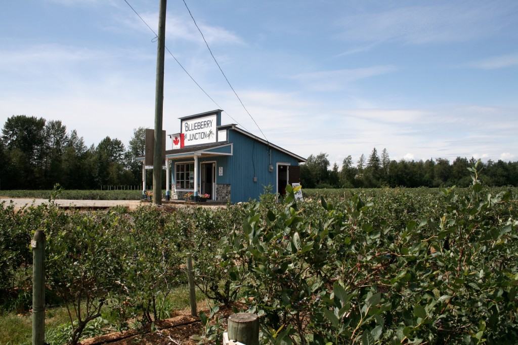 Roadside blueberries