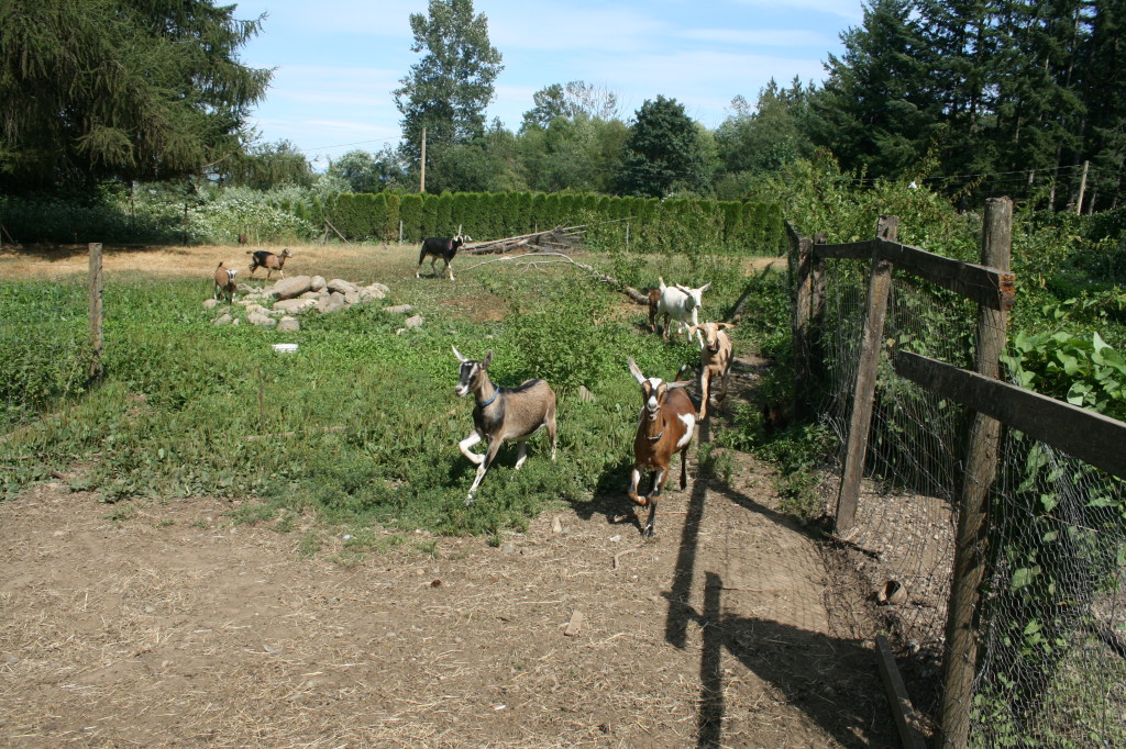 Goat cheese farm