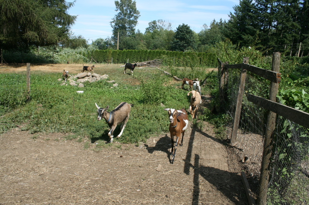 Goat cheese farm