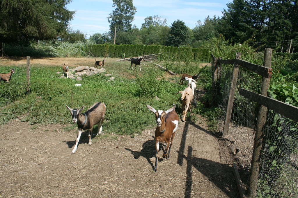 Goat cheese farm