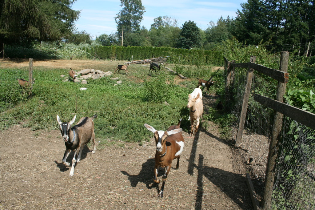 Goat cheese farm