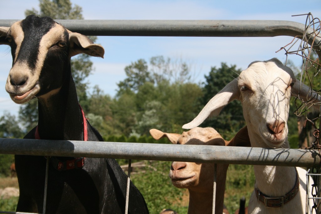 Goat milk farm