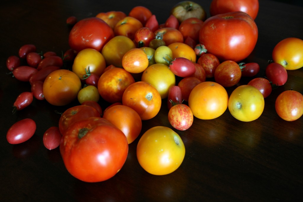 Heirloom tomatoes fresh from the farmer's market