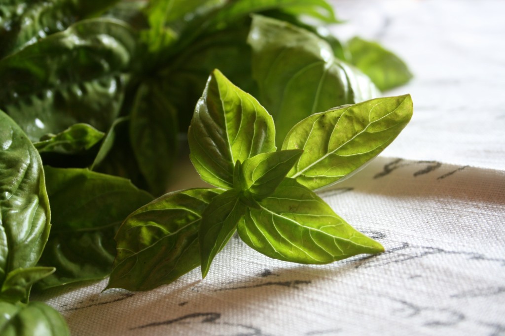 Fresh basil