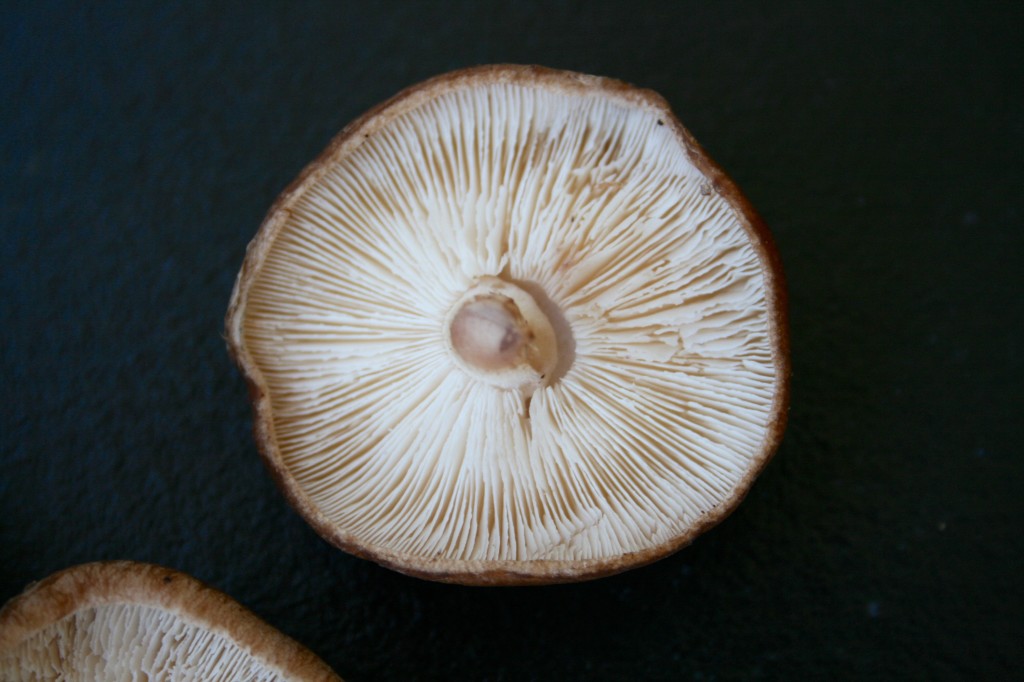 Shiitake mushrooms