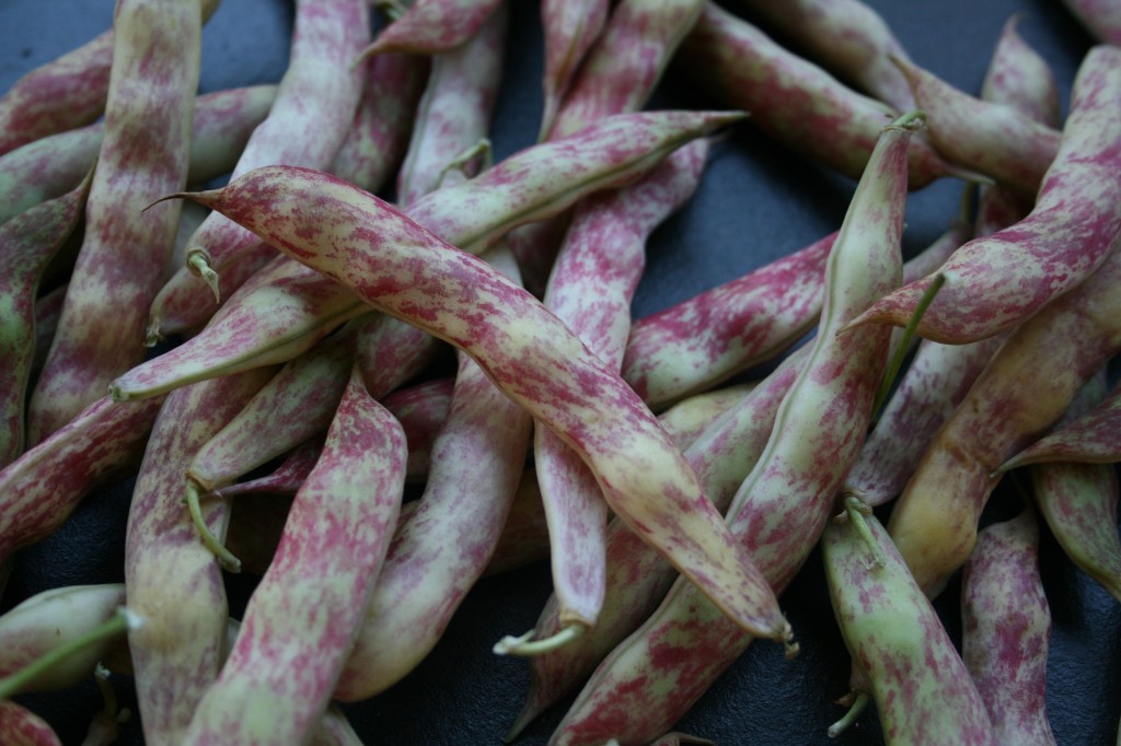 Fresh cranberry beans