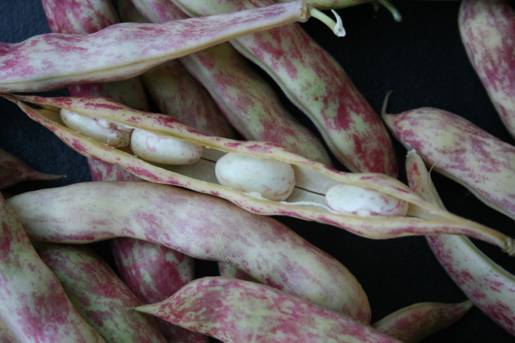 Fresh cranberry beans