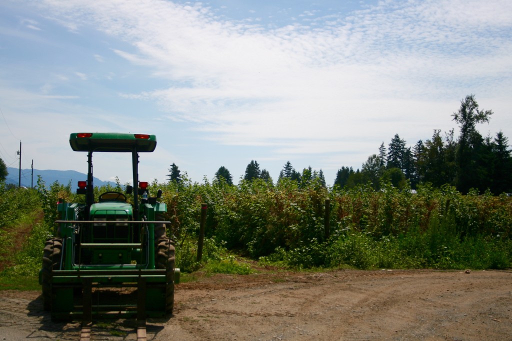 Raspberries on the farm