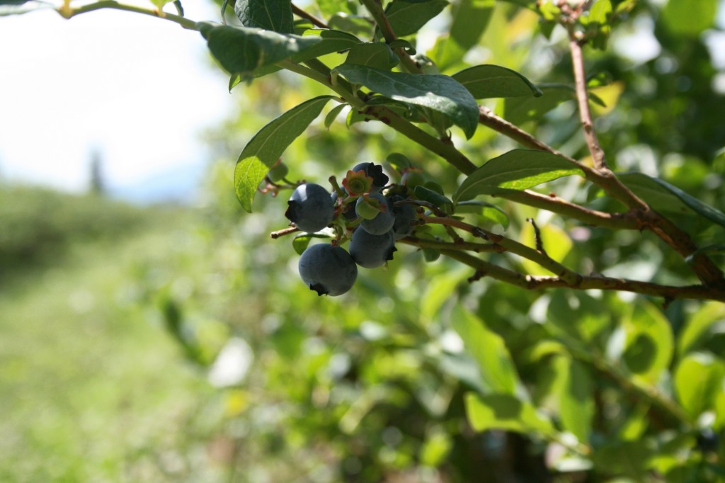 Blueberries