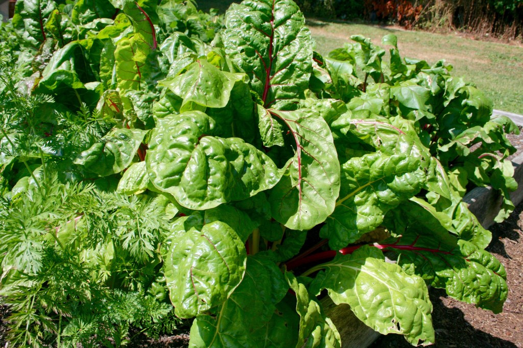Swiss chard