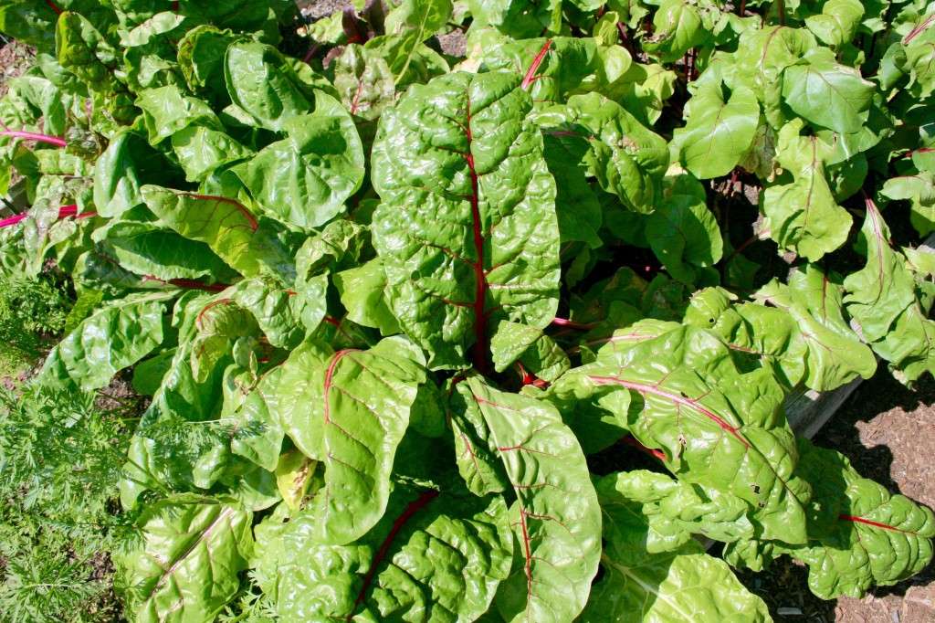 Swiss chard