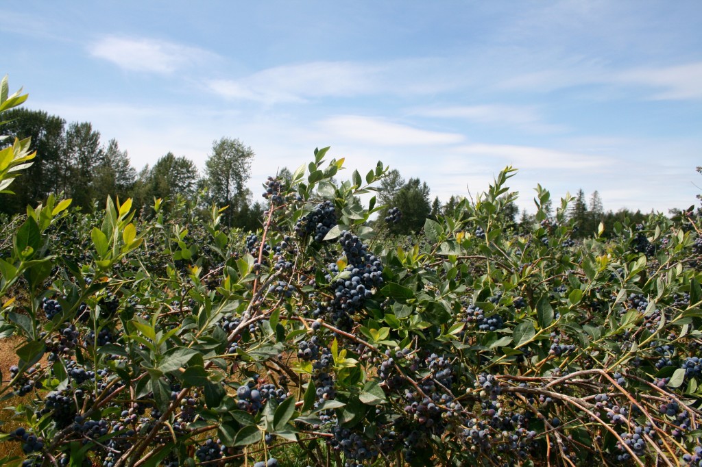 Blueberry farm