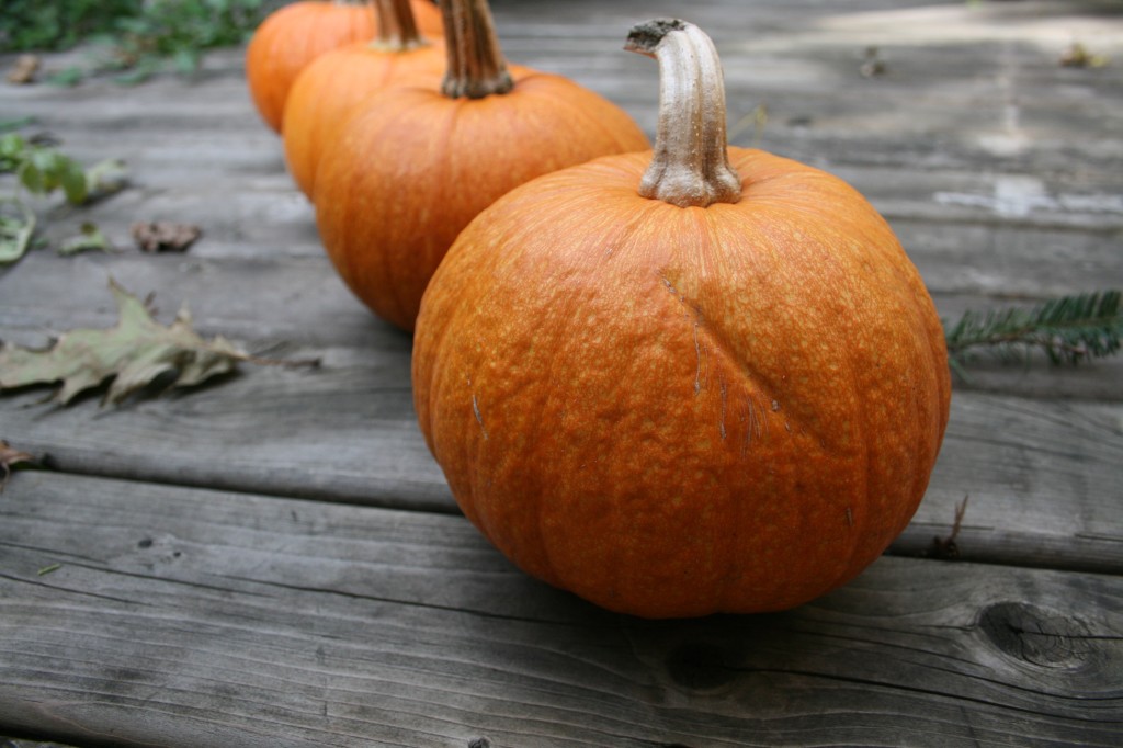 Sugar Pumpkins