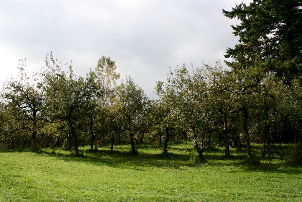 Apple orchard
