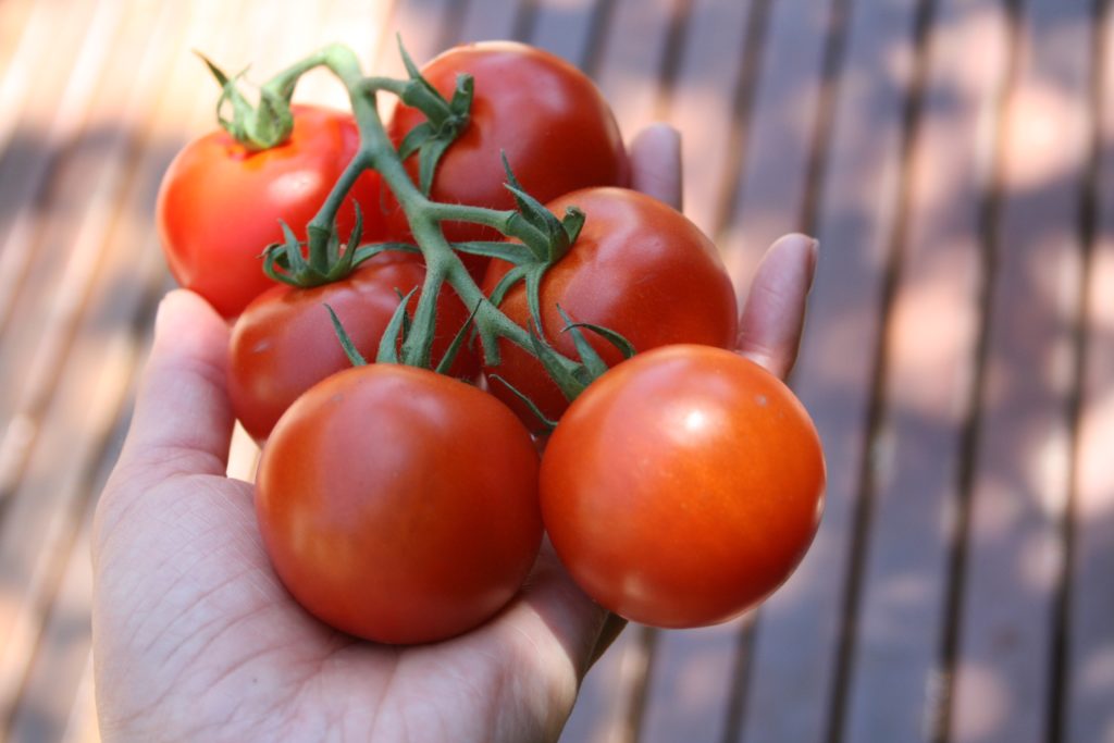 Avocado Tuna Salad Stuffed Tomatoes