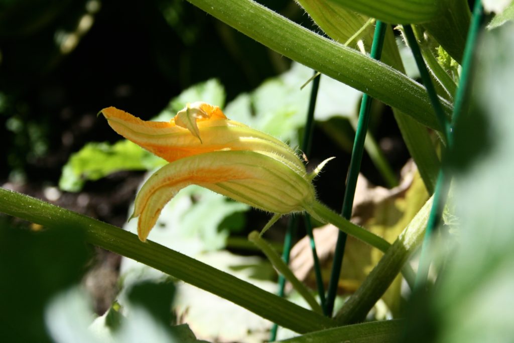 Meatballs and Zoodles