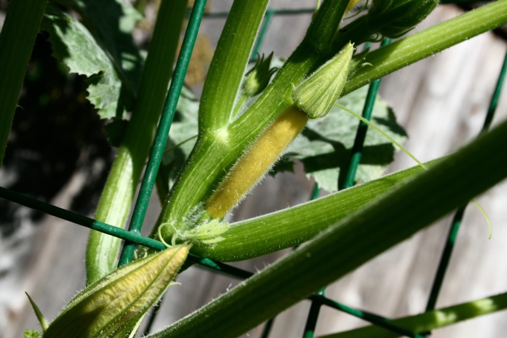 Meatballs and Zoodles