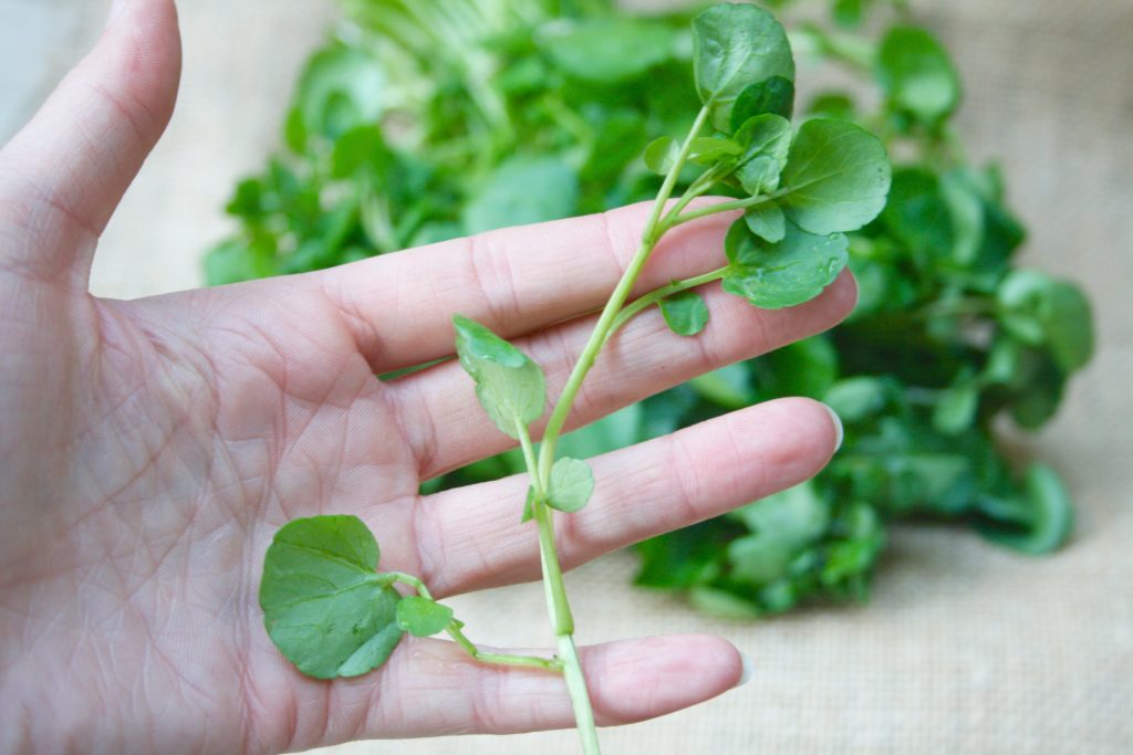 Watercress